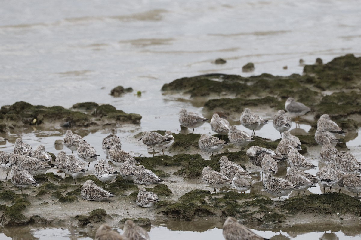 Txirri handia - ML646690916