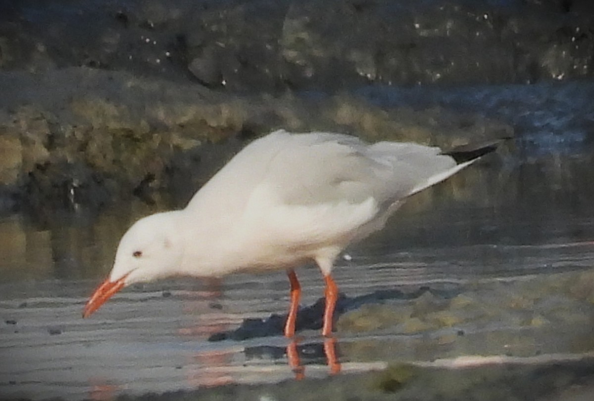 Antxeta mokozorrotza - ML646690919