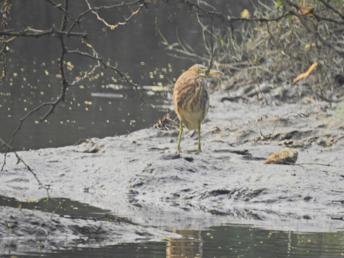 Indian Pond-Heron - ML646690920