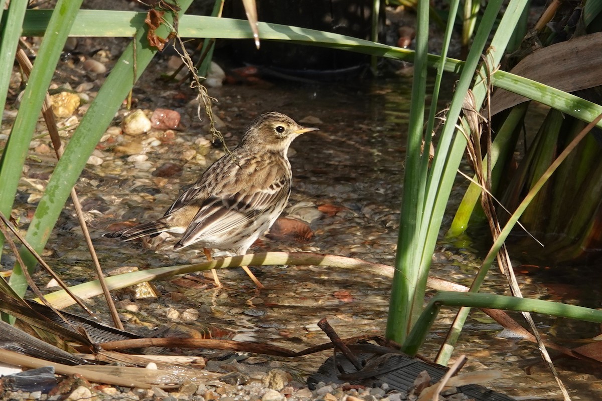 Meadow Pipit - ML646690921