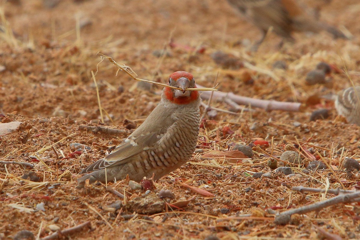 Red-headed Finch - ML646690922