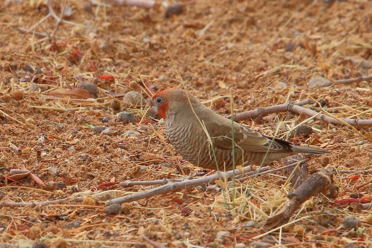 Red-headed Finch - ML646690923