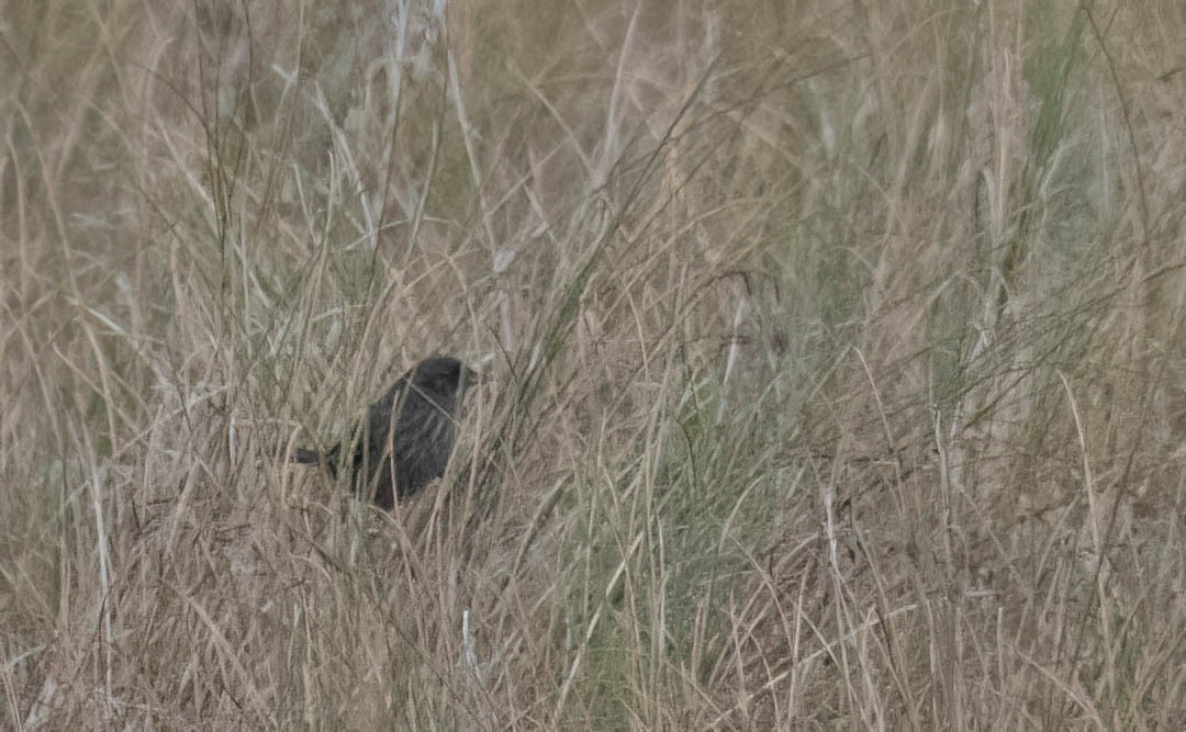 Seaside Sparrow - ML646690925