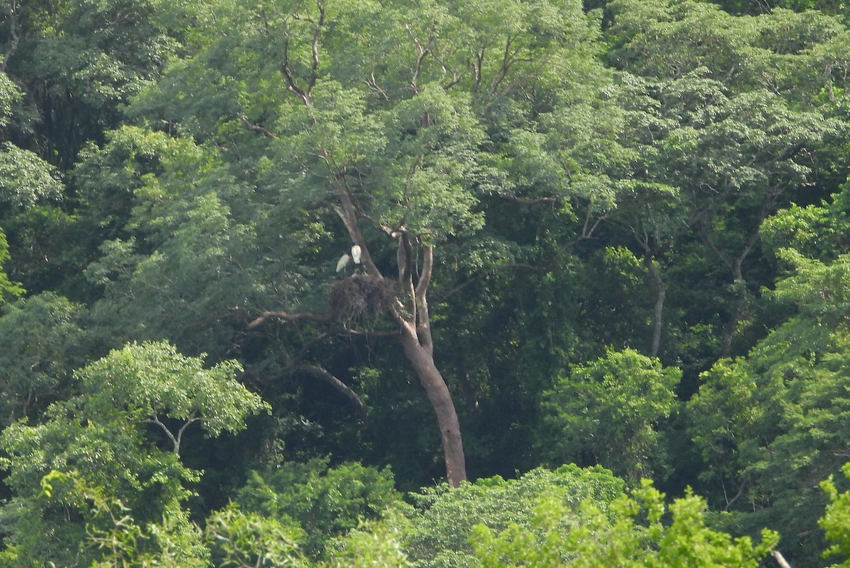 Jabiru - ML646690926