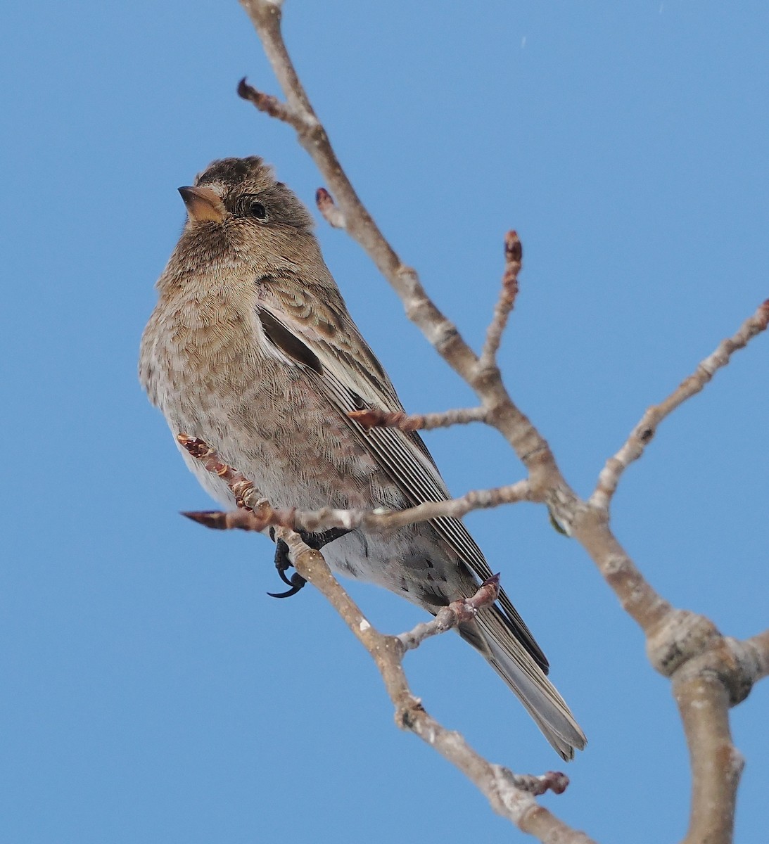 Coloradoschneegimpel - ML646690927