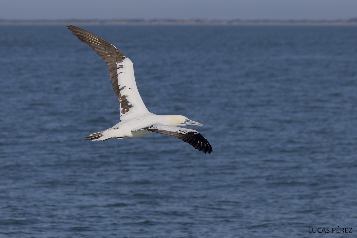 Северная олуша - ML646690928