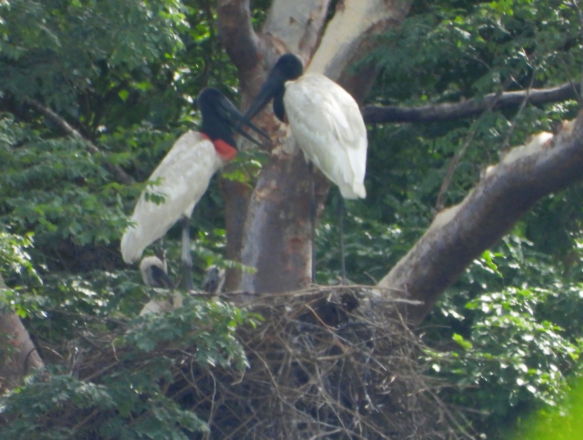 Jabiru - ML646690929