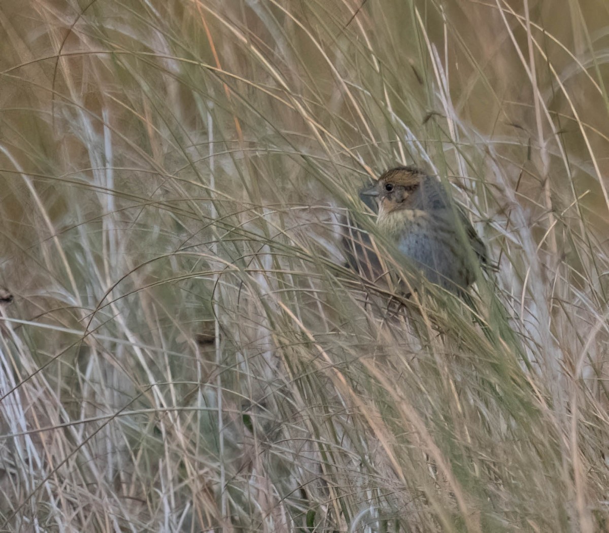 nålstjertspurv - ML646690937