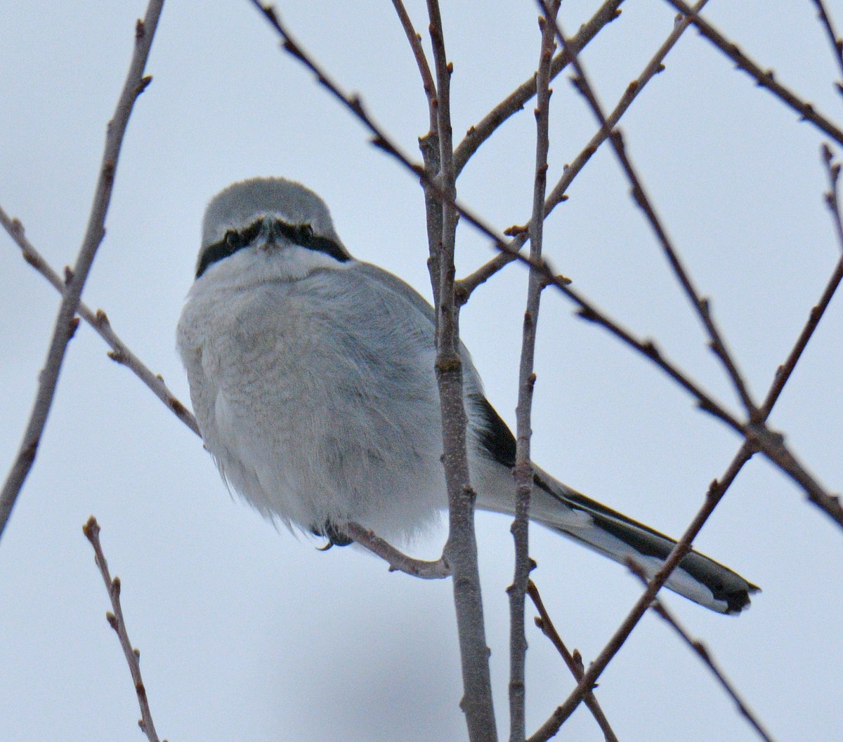 Boreal Örümcekkuşu - ML646690938