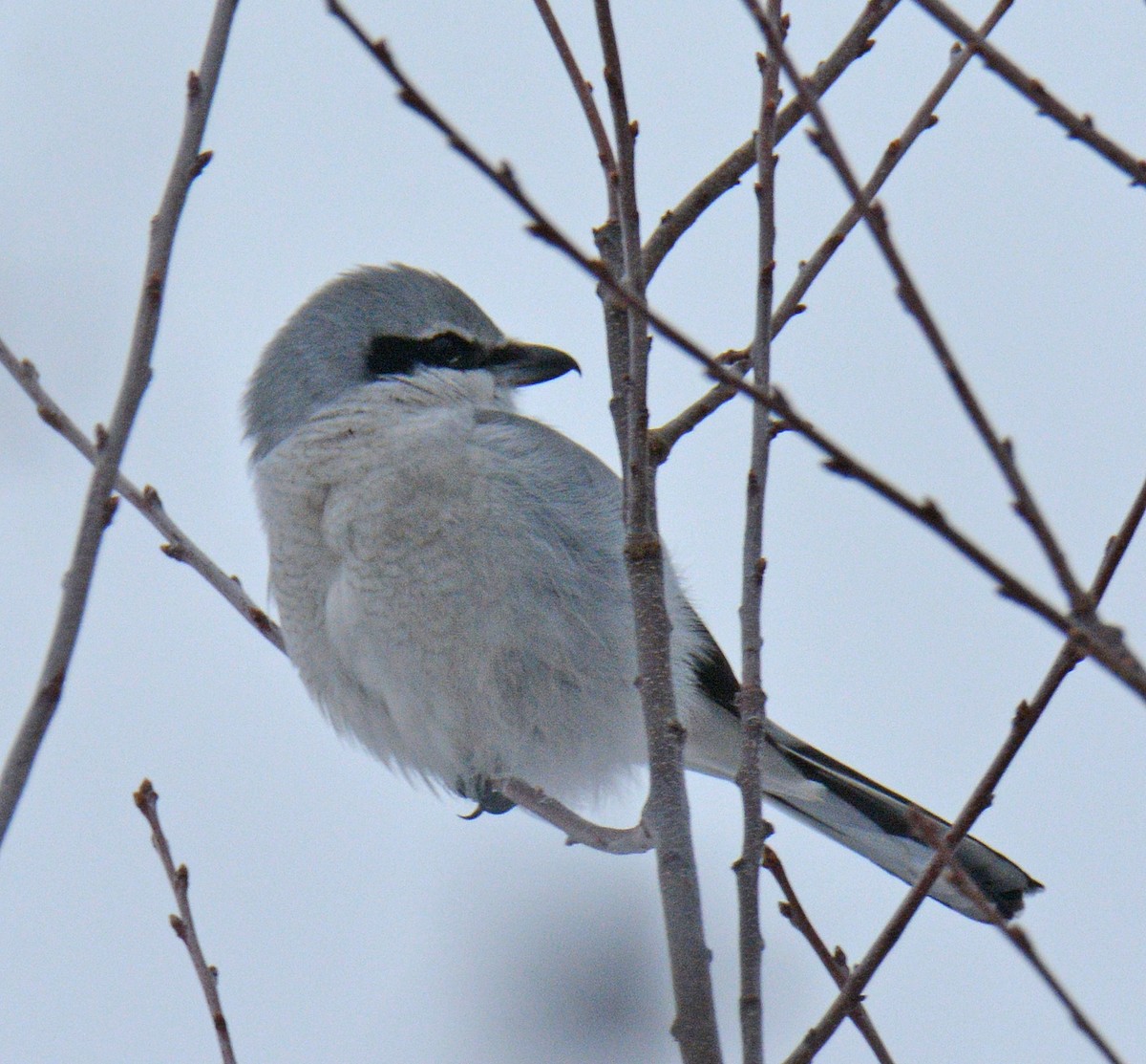 Boreal Örümcekkuşu - ML646690939