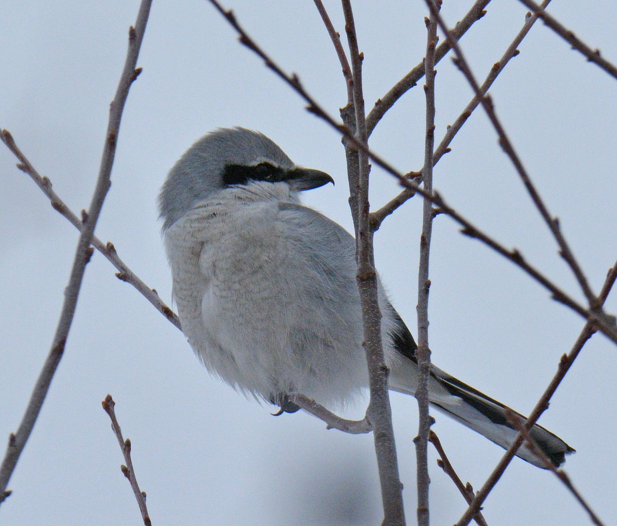 Boreal Örümcekkuşu - ML646690940