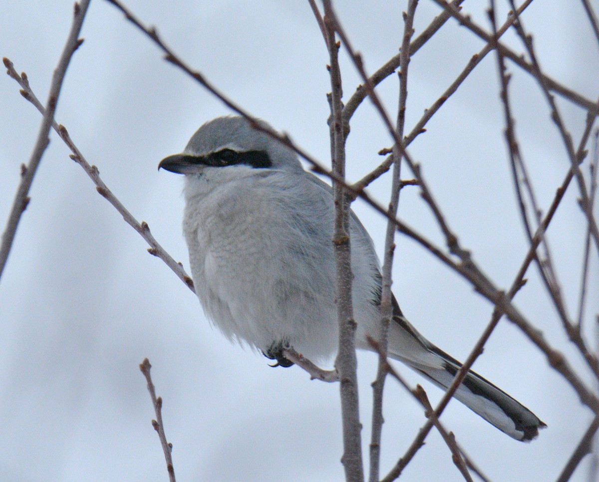 Boreal Örümcekkuşu - ML646690942
