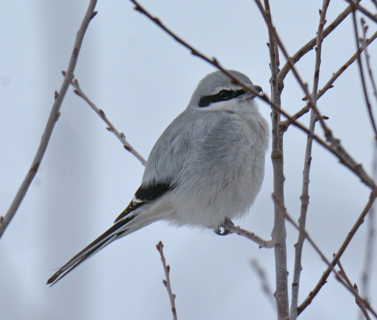 Boreal Örümcekkuşu - ML646690943