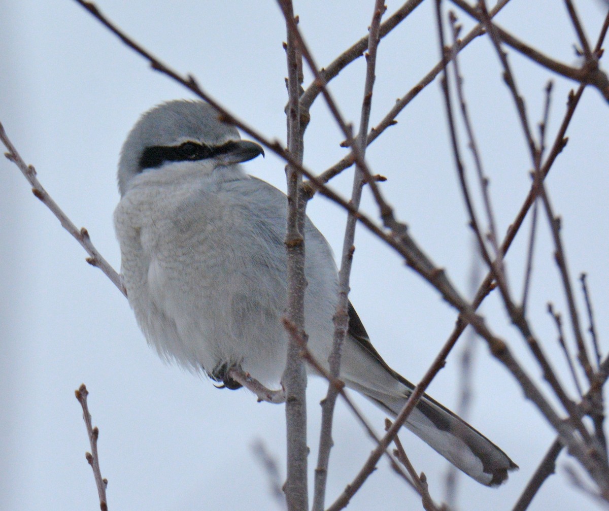 Boreal Örümcekkuşu - ML646690944