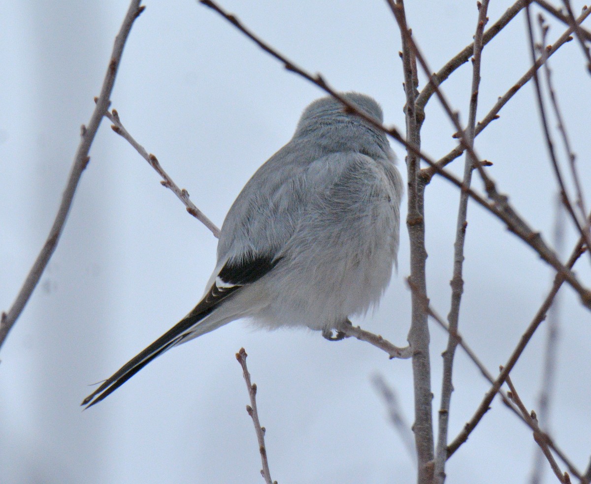 Boreal Örümcekkuşu - ML646690945