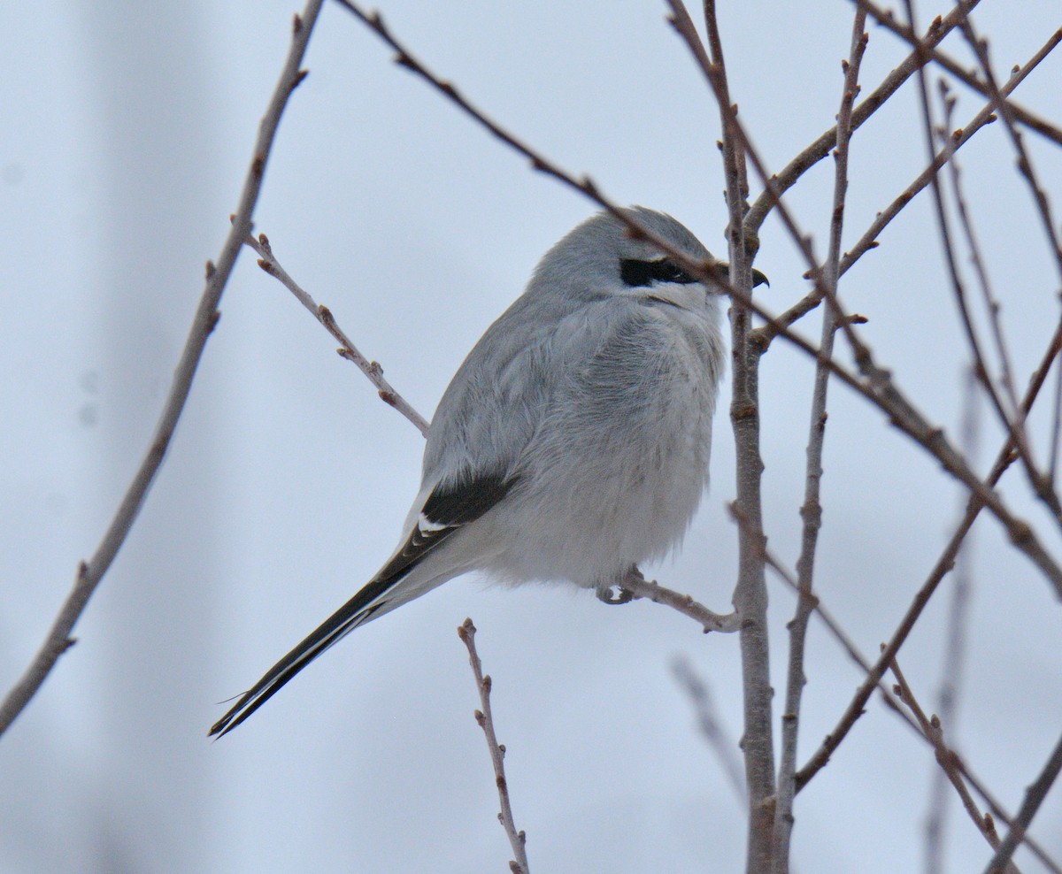 Boreal Örümcekkuşu - ML646690946