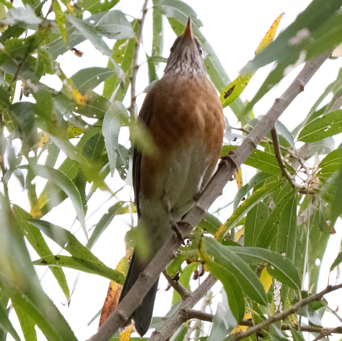 drozd rezavohřbetý - ML646690948