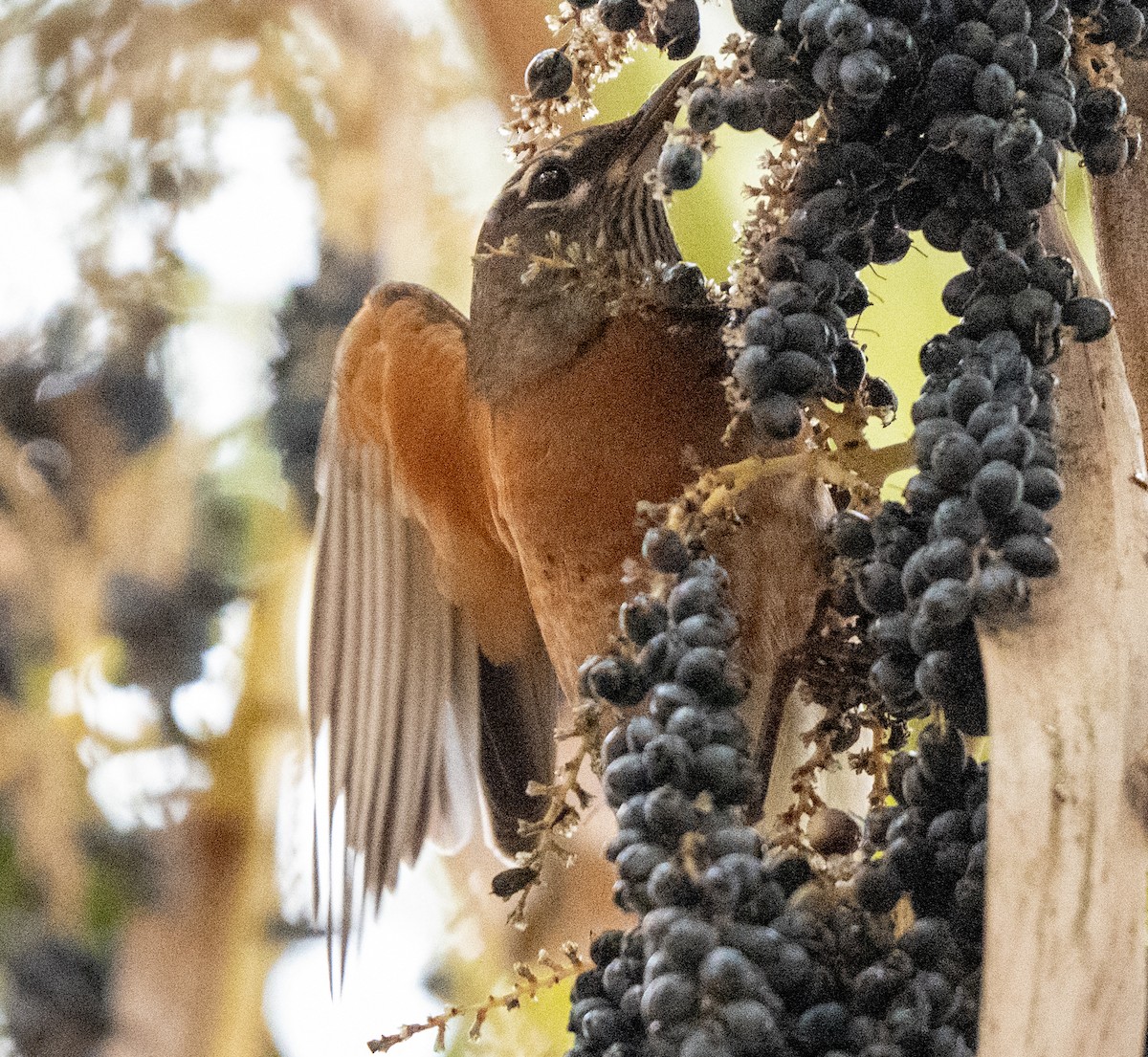drozd rezavohřbetý - ML646690949