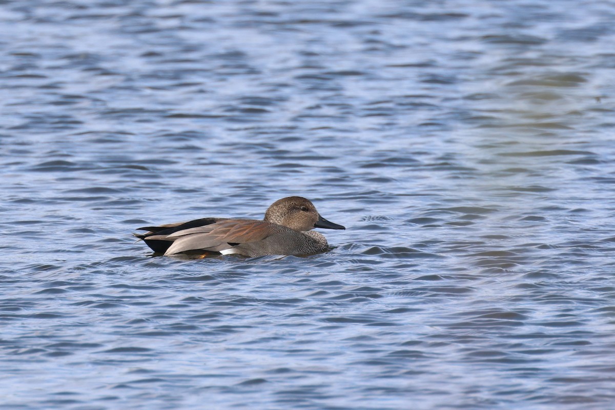 オカヨシガモ - ML646690959