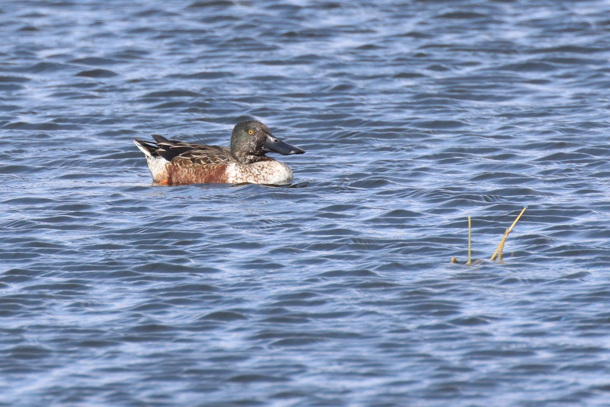 ハシビロガモ - ML646690962