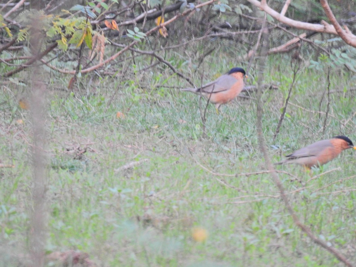 Brahminy Starling - ML646690966