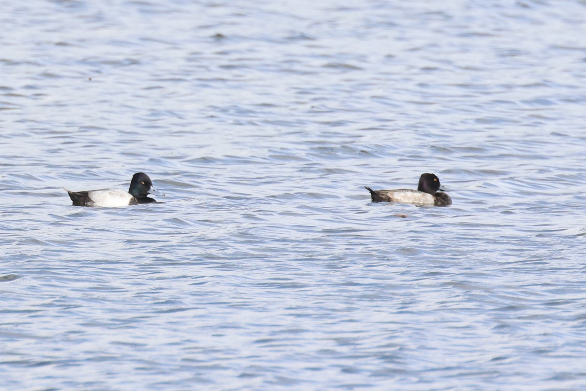 コスズガモ - ML646690970