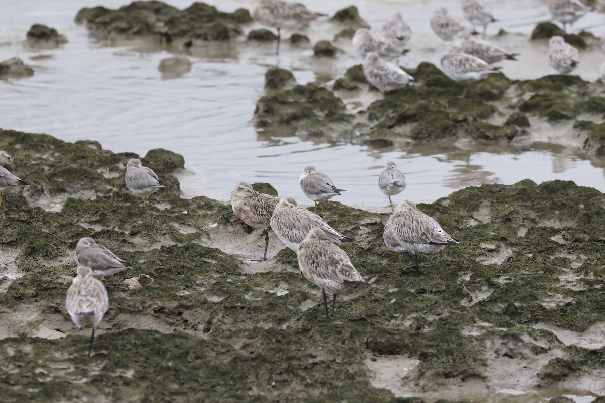 Kuliska gorria - ML646690976