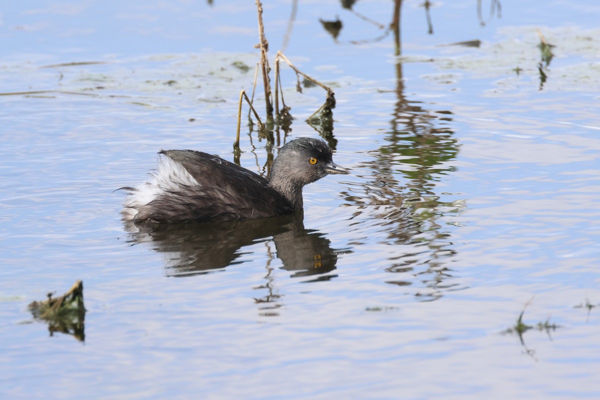 Least Grebe - ML646690979
