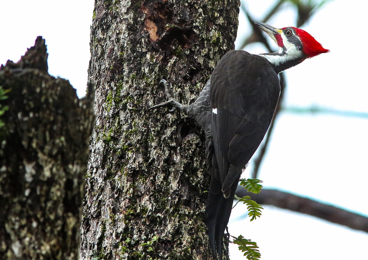 Pileated Woodpecker - ML646690980