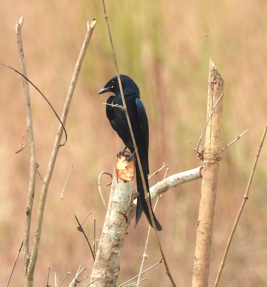 Black Drongo - ML646690982