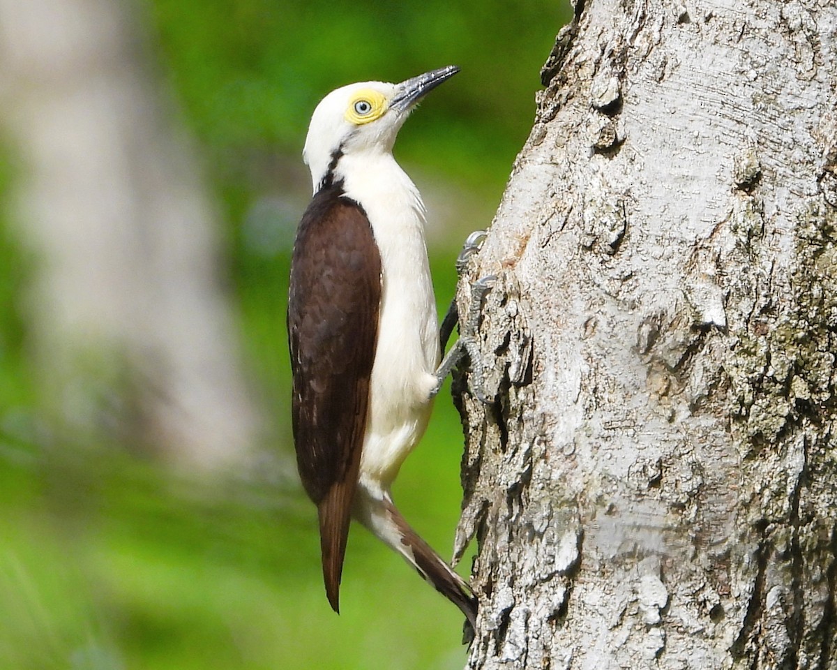 White Woodpecker - ML646690984