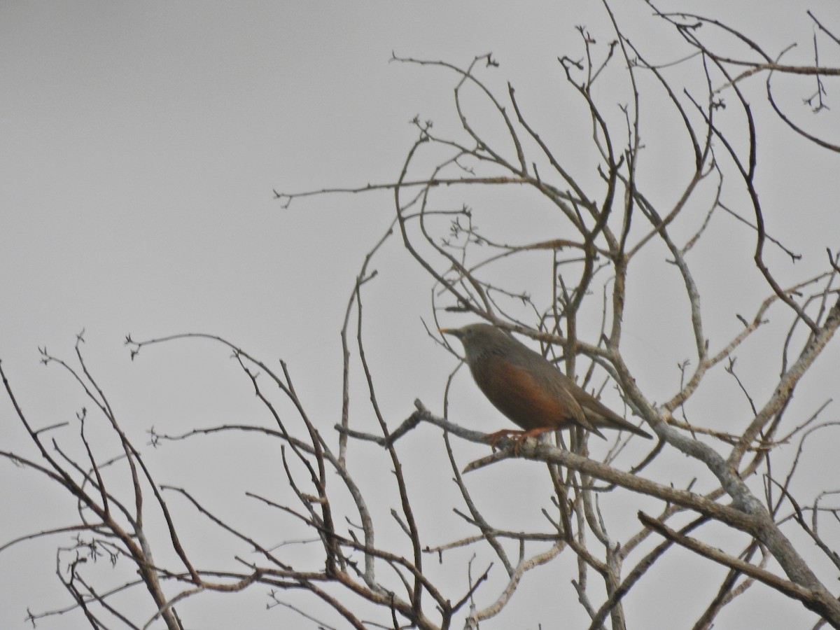 Chestnut-tailed Starling - ML646690985
