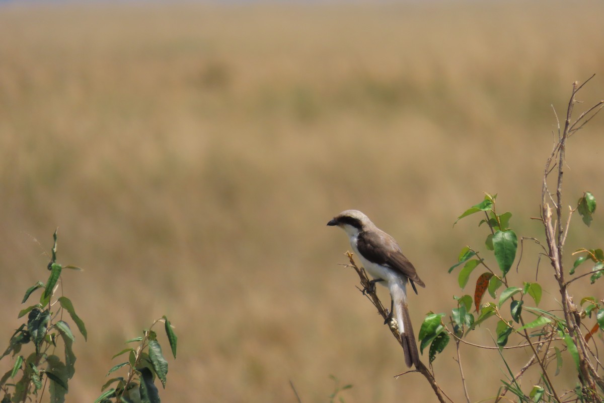 Gray-backed Fiscal - ML646690994