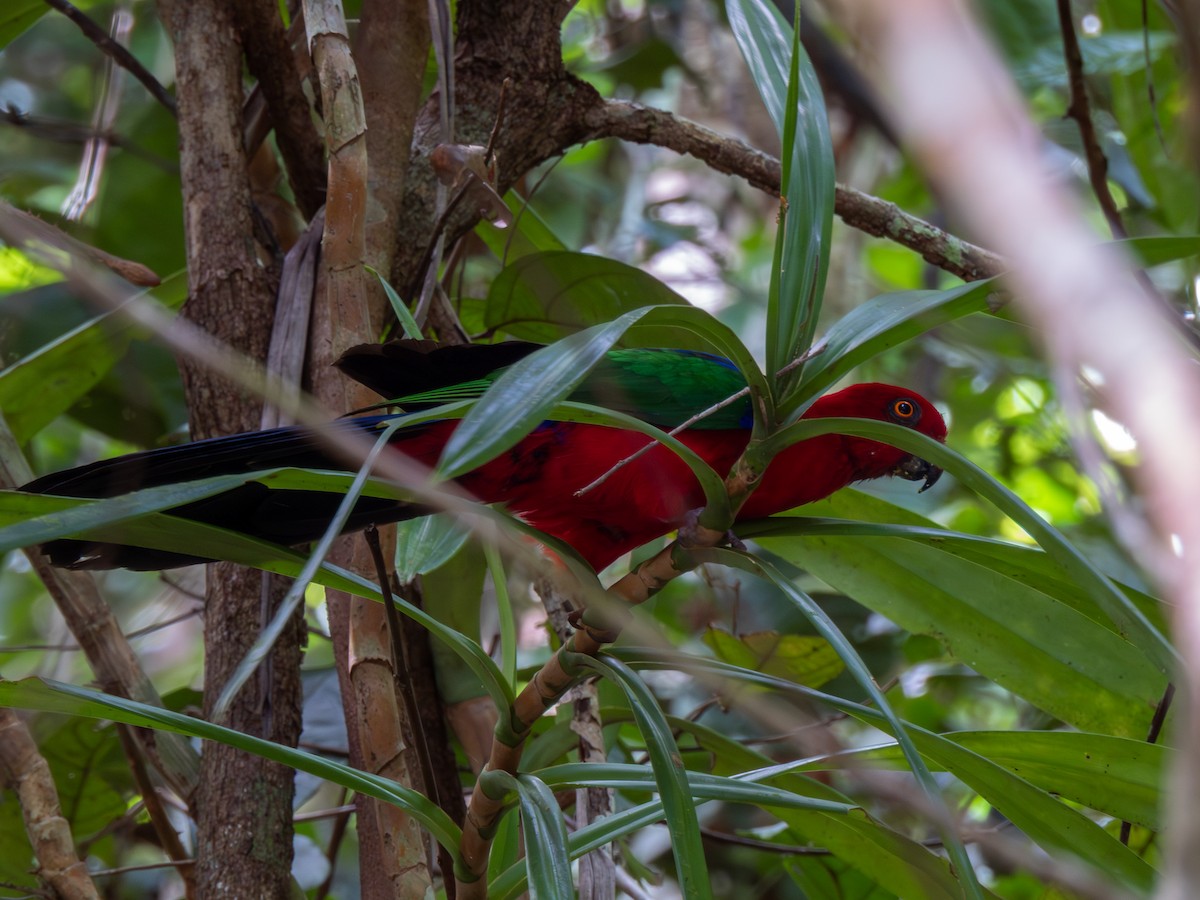 Papuan Eclectus - ML646691003