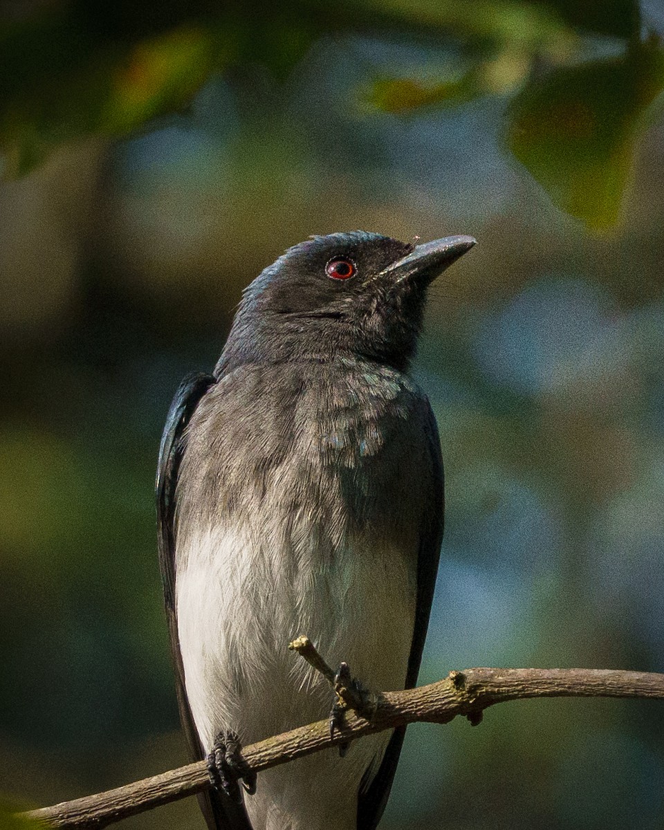 White-bellied Drongo - ML646691007