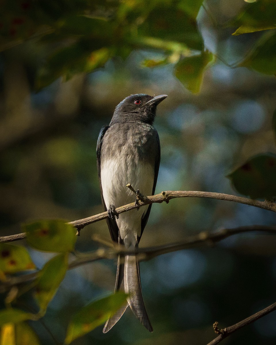 White-bellied Drongo - ML646691008