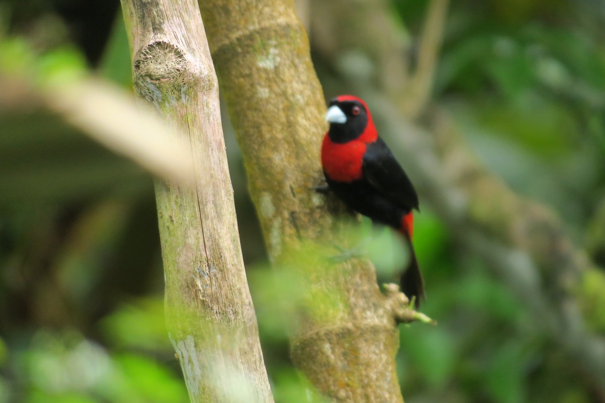 Crimson-collared Tanager - ML646691015