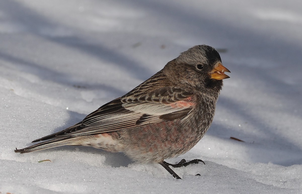 Rußschneegimpel - ML646691016