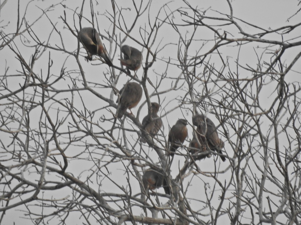 Chestnut-tailed Starling - ML646691018