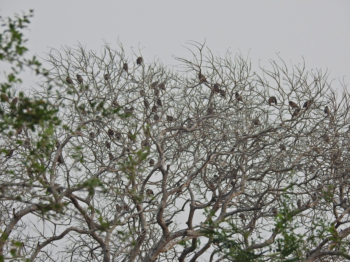 Chestnut-tailed Starling - ML646691019
