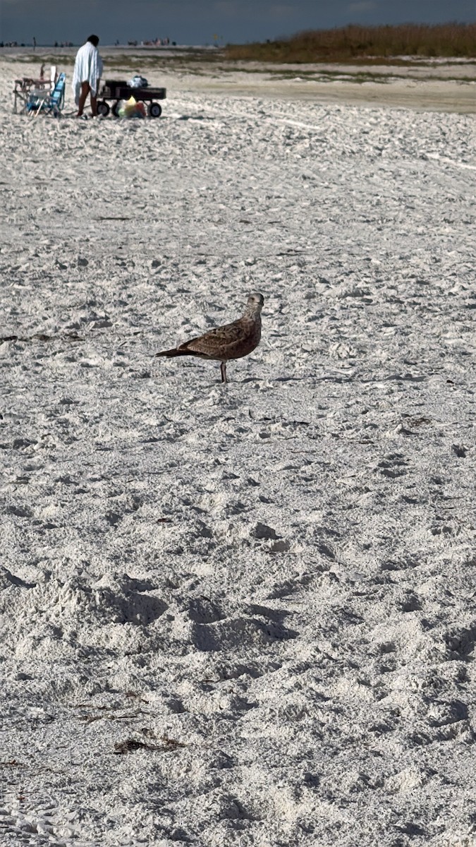 שחף מערבי - ML646691022