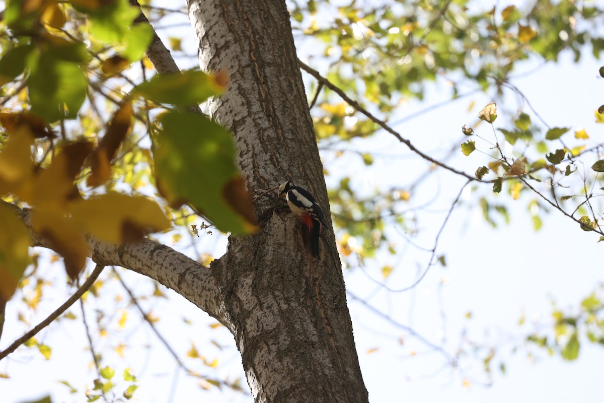 ハジロアカゲラ - ML646691026