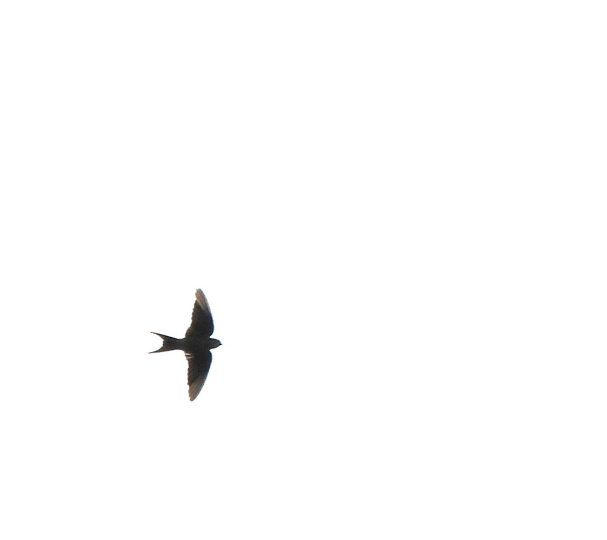 Eastern Red-rumped Swallow - ML646691029