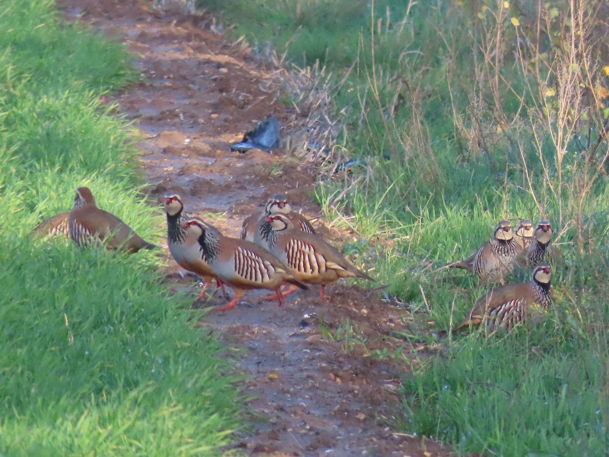 Red-legged Partridge - ML646691030