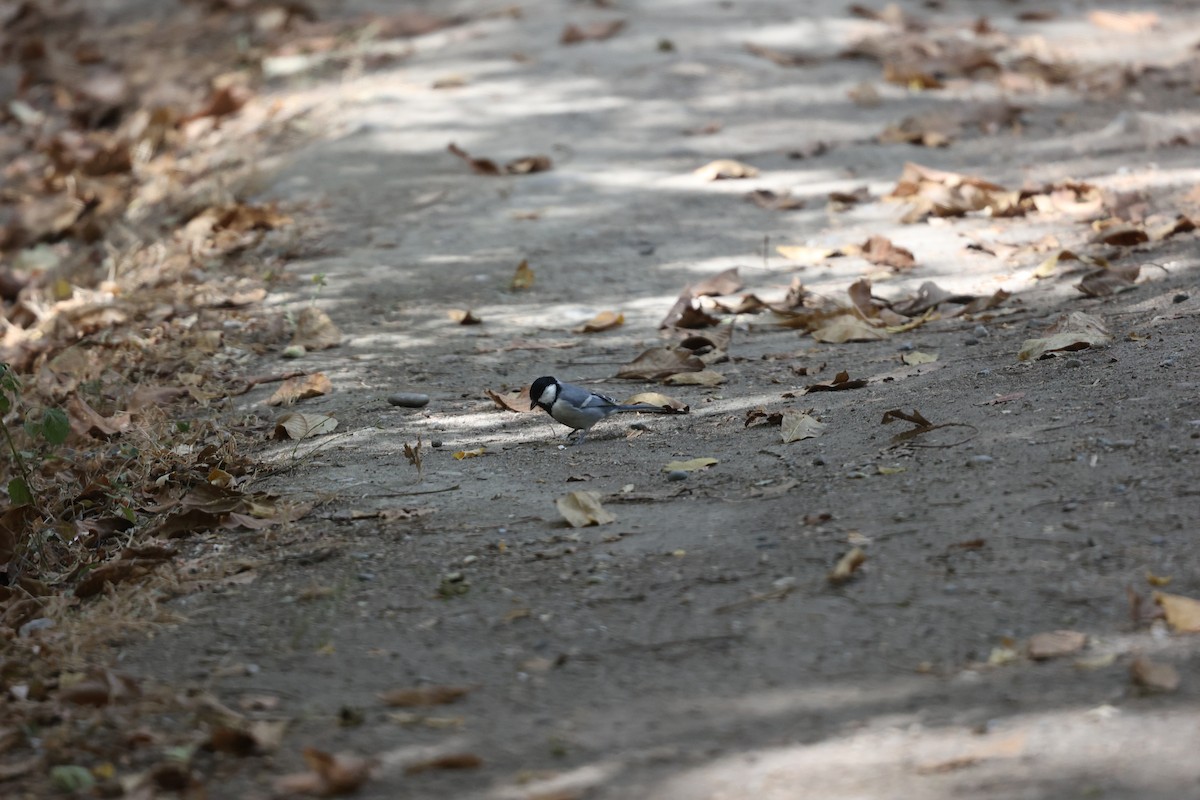 ヨーロッパシジュウカラ（bokharensis グループ） - ML646691038