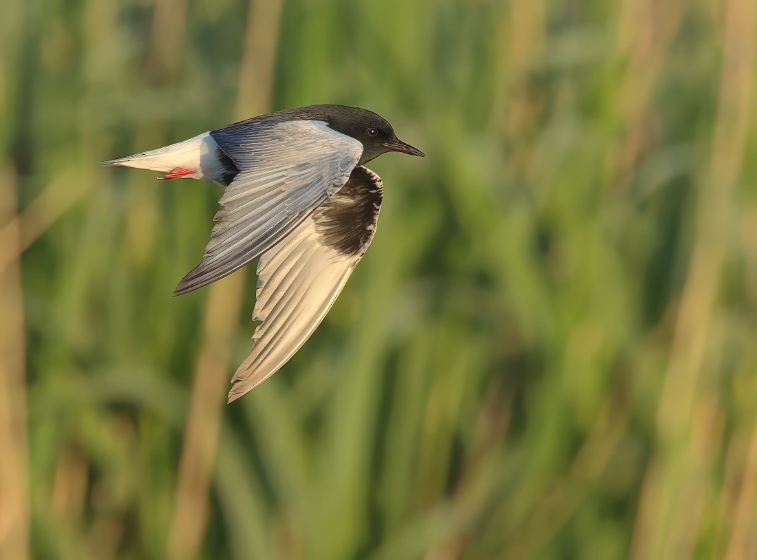 White-winged Tern - ML646691039
