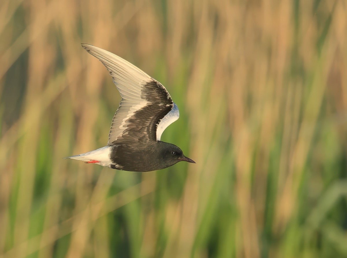 White-winged Tern - ML646691040