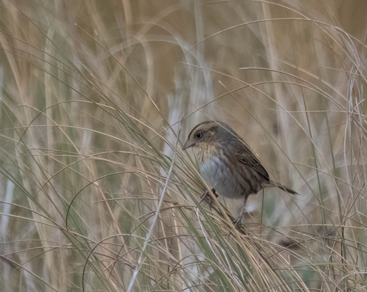 nålstjertspurv - ML646691042