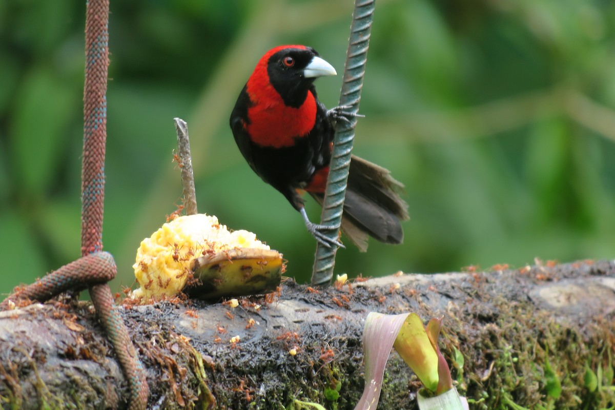 Crimson-collared Tanager - ML646691043