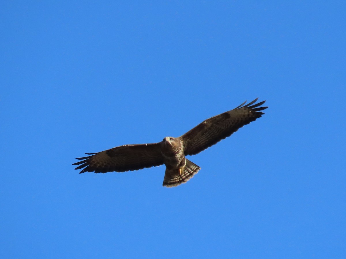 Ойн сар - ML646691047